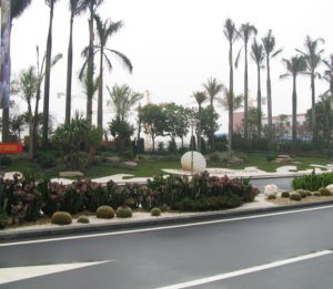 城市市政道路园林绿化实景，道路绿化带种植棕榈树、造型灌木，道路配套景观工程实拍案例